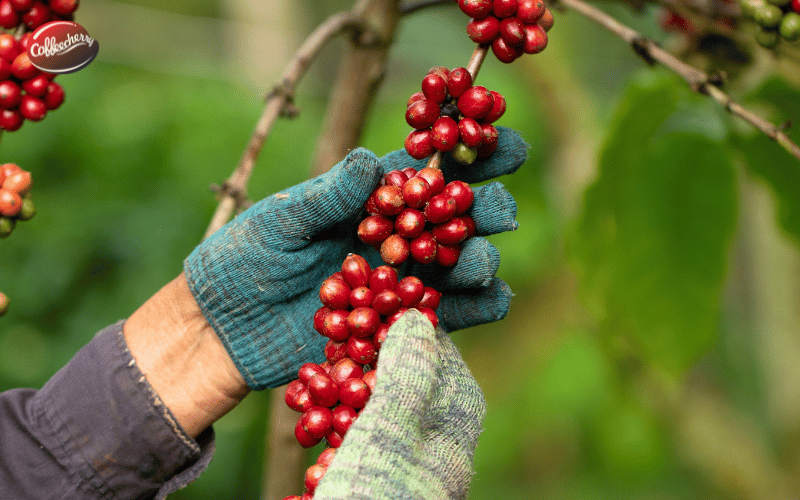 ca-phe-nguyen-chat-robusta-viet-nam-duoc-san-don-tro-lai-nam-2026 (2)